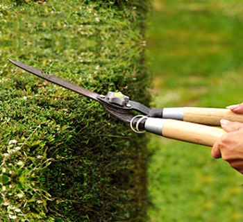 Lawn maintenance and grass mowing