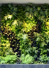 garden maintenance service in delhi